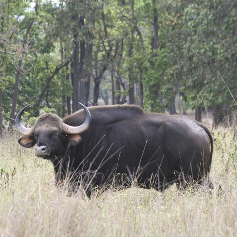 Gaur seen in Indian National Park