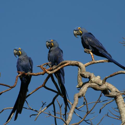 Hyacinth macaws at Baia das Pedras