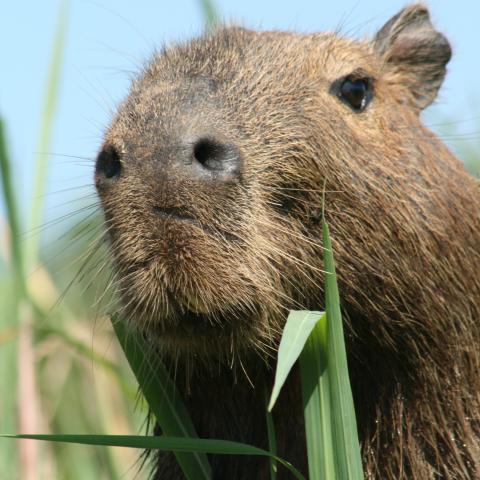 Capybara on Rio Cuiaba