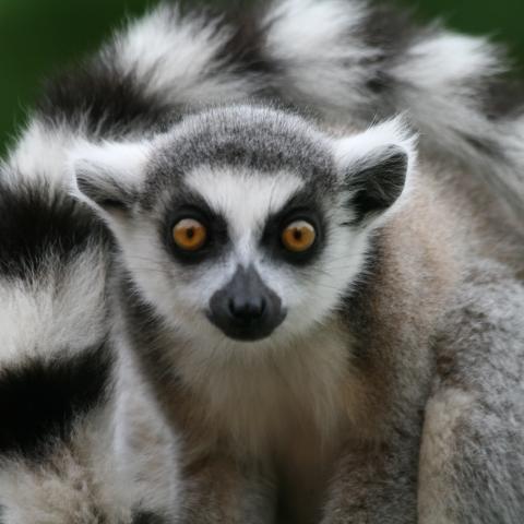 Ring-tailed lemurs at Berenty