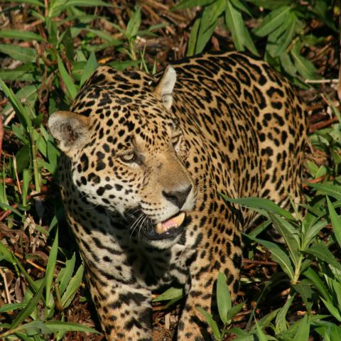 Wild Jaguar seen on Cuiaba River