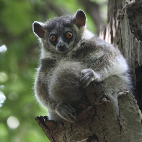 Sportive lemur at Berenty