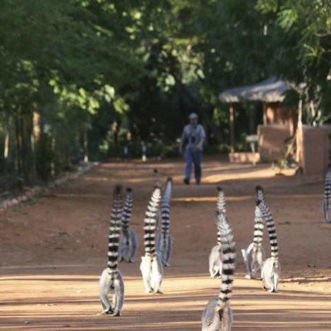 Ring-tailed lemurs at Berenty