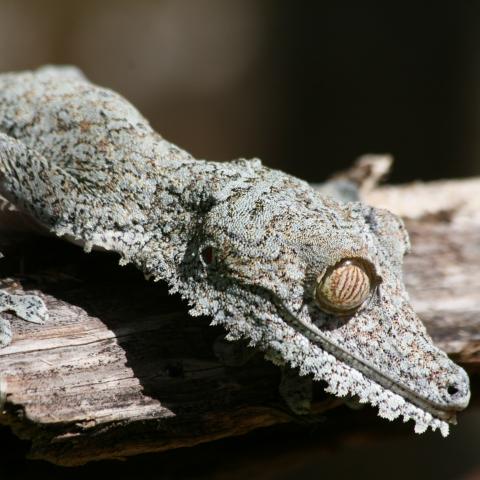 Leaf-tailed gecko