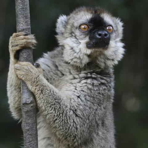 Brown lemur at Andasibe-Mantadia National Park