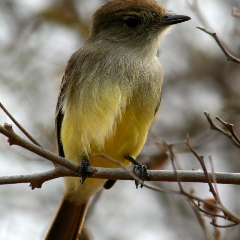 Galapagos Flycatcher