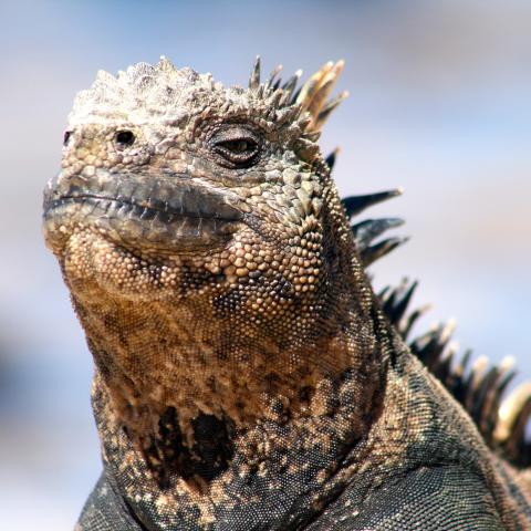 Marine iguana, Galapagos