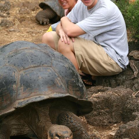 Galapagos Giant Tortoise