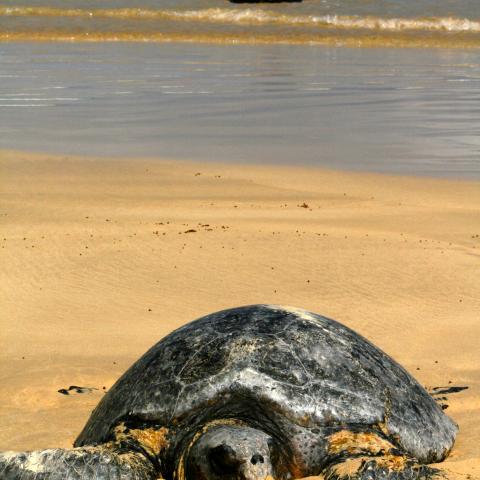 Galapagos Green Sea Turtle