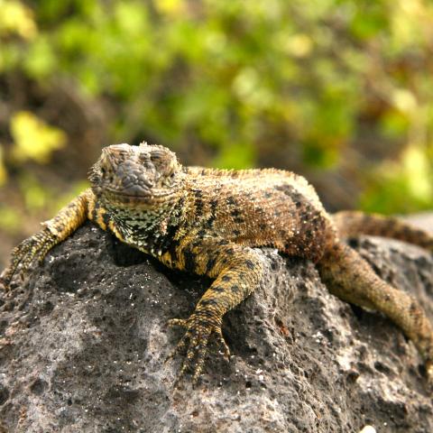 Land Iguana, Galapagos