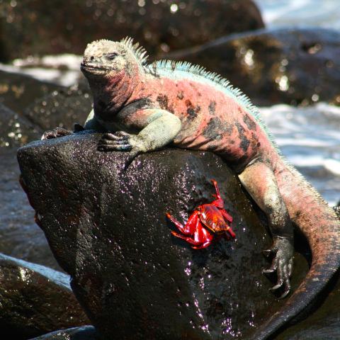 Marine iguana, Galapagos