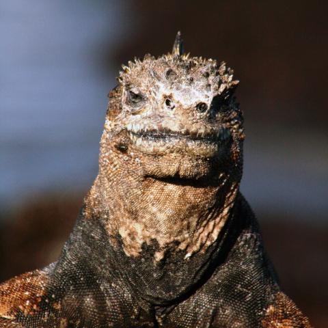 Marine iguana, Galapagos