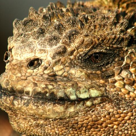 Marine iguana, Galapagos