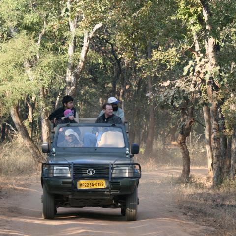 Game drive, Bandhavgarh National Park