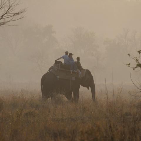 Elephant Safari, Corbett National Park