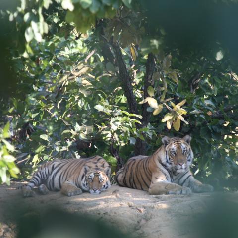 Tigers, Indian National Park