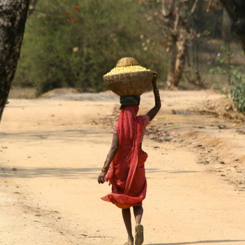 Local collecting flowers, Bandhavgarh