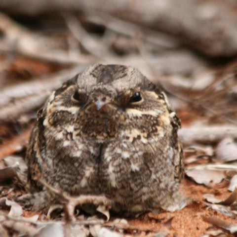 Nightjar at Berenty
