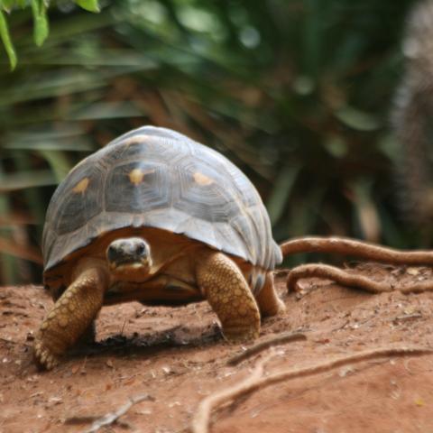 Radiated tortoise at Berenty