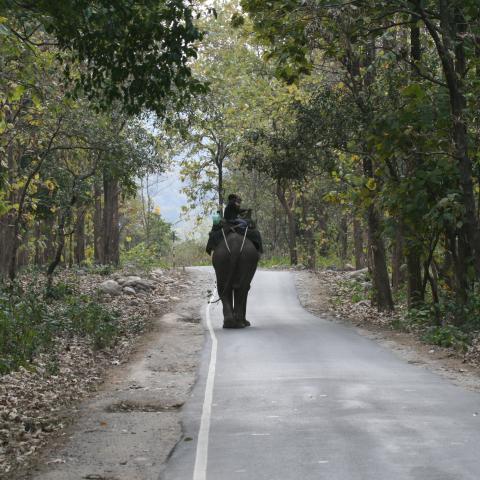 Elephant on road, India