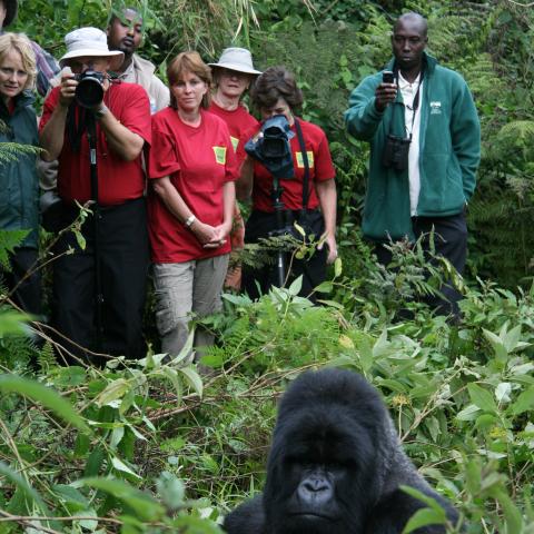 Mountain gorilla trekkers and silverback mountain gorilla