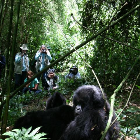 Mountain gorilla family and trekkers