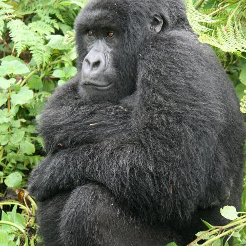 Mountain gorilla
