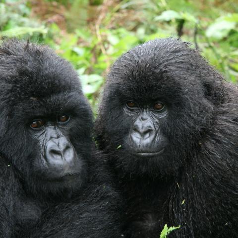 Mountain gorillas viewing trekkers