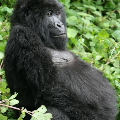 Mountain gorilla female relaxes