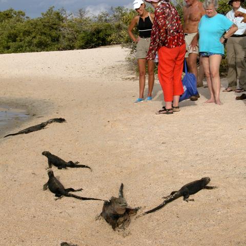 Beach scene, Galapagos