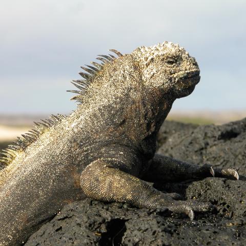 Marine iguana, Galapagos