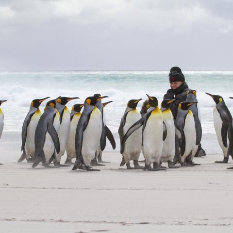 King penguins, Falkland Islands