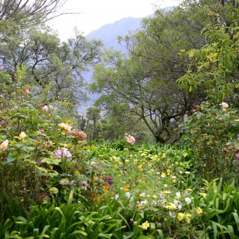 Gardens at Hacienda Huayoccari