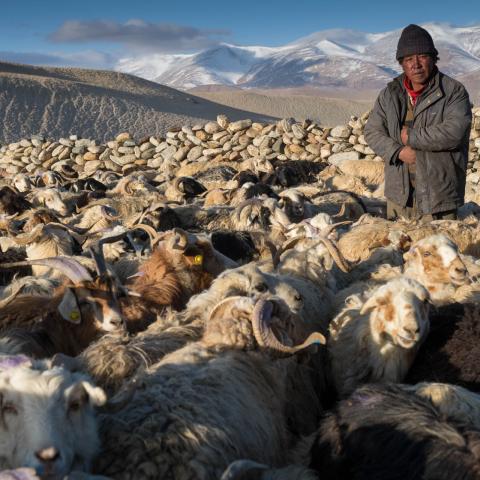 Pashmina goats and herder
