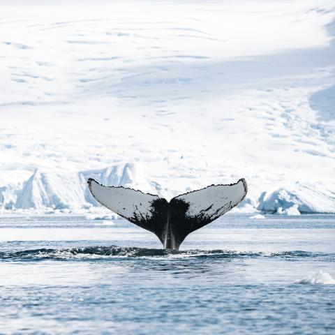 Humpback whale in Antarctica