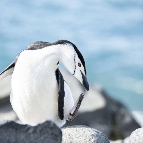 Chinstrap penguin, Antarctica