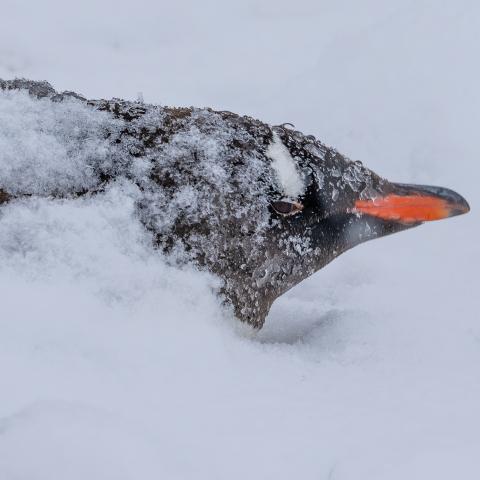 Gentoo penguin, Antarctica
