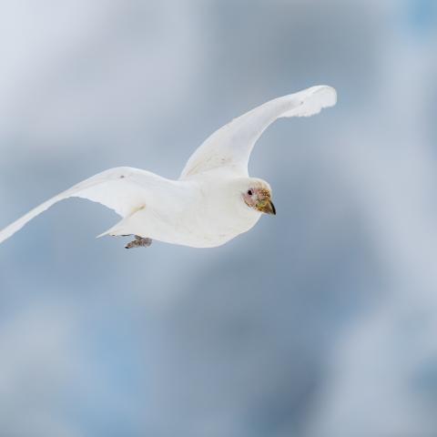 Snowy sheathbill, Antarctica