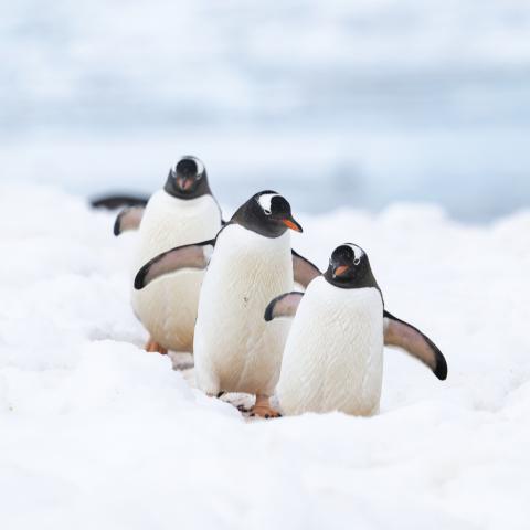 Penguins on parade