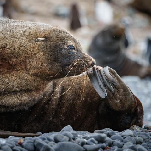 Fur seal, South Georgia