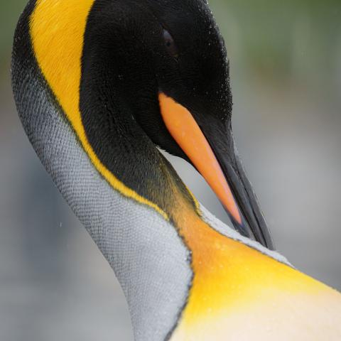 King penguin, South Georgia