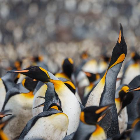 King penguins, South Georgia