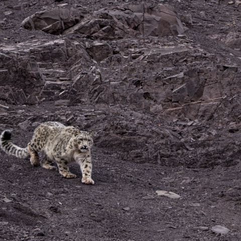 Snow leopard