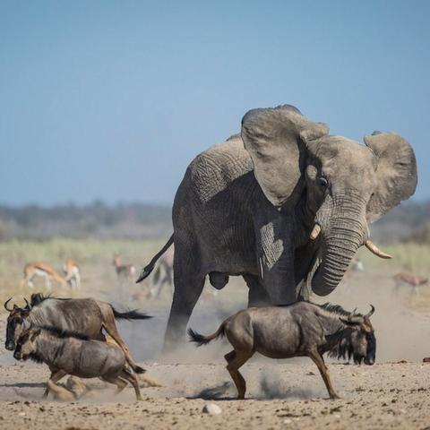 Elephant at waterhole, Namibia