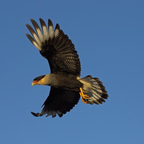 Caracara