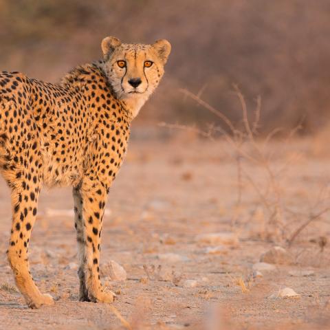 Cheetah in Namibia
