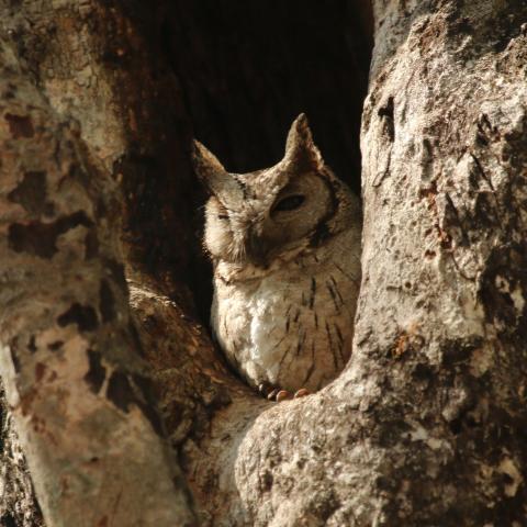 Collared Scops owl in India