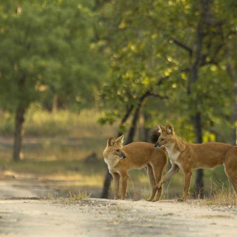 Dhole (Indian wild dogs)