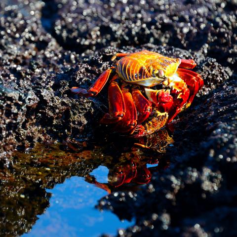 Sally lightfoot crab, Galapagos