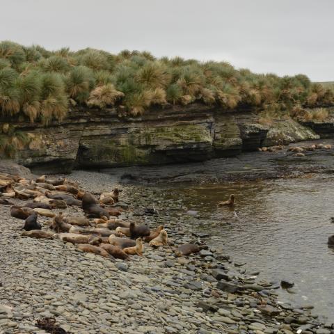 Southern sea lion colony